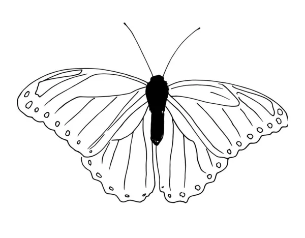 蝶のスケッチ スケッチ風の夏の昆虫蝶 翼に線と円が描かれたトップビュー そしてデザインテンプレートのために白の黒のボディ分離された黒の輪郭 シームレスなベクトルテクスチャ — ストックベクタ