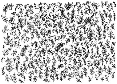 Kıvırcık bukleler, her amaç için harika bir tasarım. Karalama yapraklı bir dal seti. Yapraklı bitki dokusu dalları ve yaprak yaprakları dizayn şablonu için beyaz üzerine izole edilmiş siyah kıvrımlar.