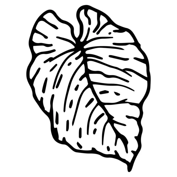 우림의 나뭇잎 스케치 디자인 템플릿 포장을 낙서처럼 흰색으로 손으로 윤곽을 — 스톡 벡터