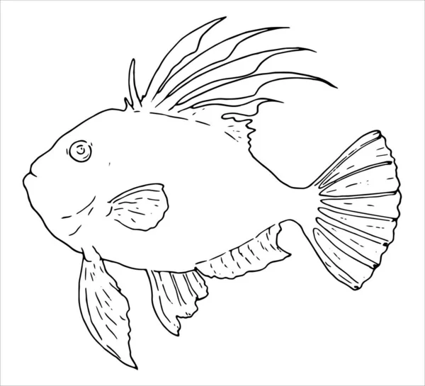 Ένα Απομονωμένο Διάνυσμα Σκίτσο Του Τζον Ντόρι Θαλάσσια Ψάρια Πλευρική — Διανυσματικό Αρχείο