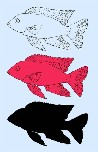 ベクトルピンク色の魚アウロノカラホタル サイン パッケージ ロゴデザインのテンプレートのための白い背景に手描きのスケッチスタイルで黒の隔離されたアウトラインとシルエット 水族館シリーズから魚 赤を基調とした手描きコレクション — ストックベクタ