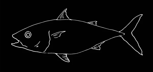 Vektor Gambar Ikan Tuna Laut Sketsa Gambar Tangan Dari Tuna - Stok Vektor