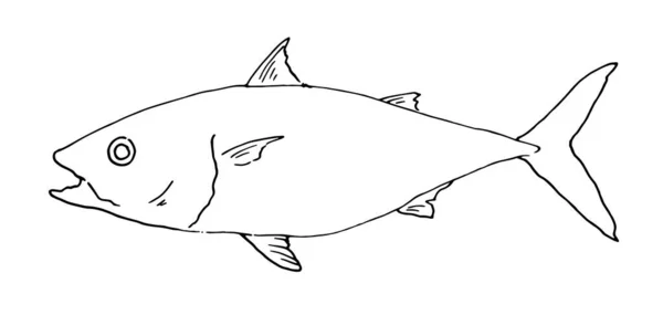 Vector Drawing Sea Tuna Fish Hand Drawn Sketch Whole Sea — 스톡 벡터