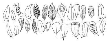 Farklı kuş tüylerini yönlendir. Bir tasarım şablonu için beyaz üzerine izole edilmiş, farklı çizgili ve noktalı kuş tüyü koleksiyonu.