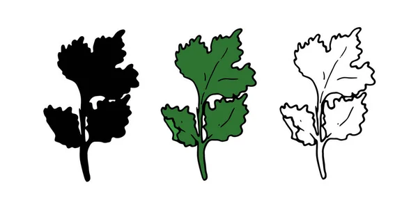一种绿色的西兰花叶子 一套用于包装的孤立的手绘新鲜绿色香菜枝条 带有黑色轮廓和轮廓 标签设计模板 — 图库矢量图片
