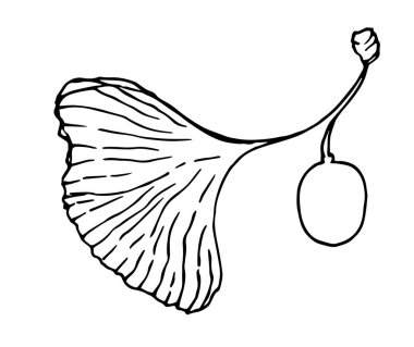 Şifalı ağaç ginkgo bilobasının vektör yaprağı ve meyvesi. Bir ambalaj tasarımı şablonu, tekstil için beyaz yapraklar ve ginkgo biloba meyveleri üzerine izole edilmiş siyah bir kontür çizim.