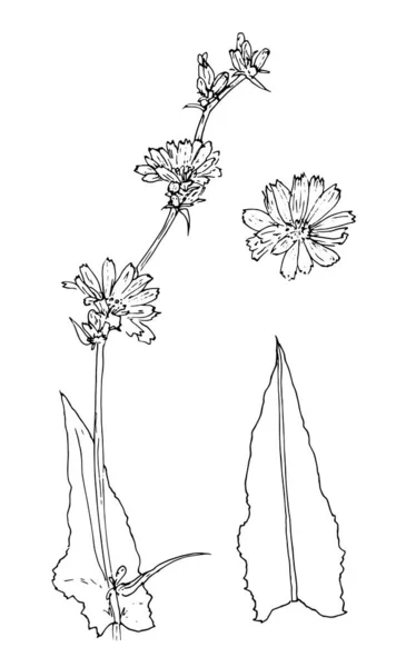 Schizzo Della Pianta Cicoria Disegnato Stile Schizzo Collezione Ramoscello Cicoria — Vettoriale Stock