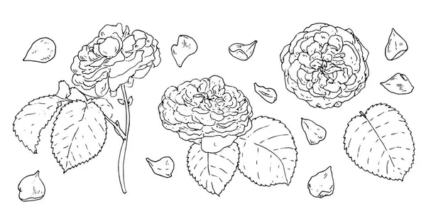 矢量一组素描玫瑰 一种素描风格的玫瑰花系列 从侧面 白色的孤立的黑色轮廓上有不同观点的叶子 作为老式浪漫设计的设计模板 — 图库矢量图片