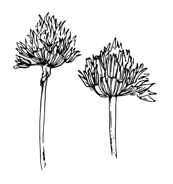 洋葱花画 一组素描风格的洋葱植物花 白色上孤立的黑色轮廓作为设计模板 装饰设计用的老式套装 — 图库矢量图片