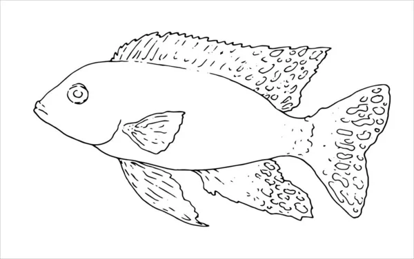 Ikan Vektor Kunang Kunang Aulonocara Outline Terisolasi Hitam Gambar Tangan - Stok Vektor