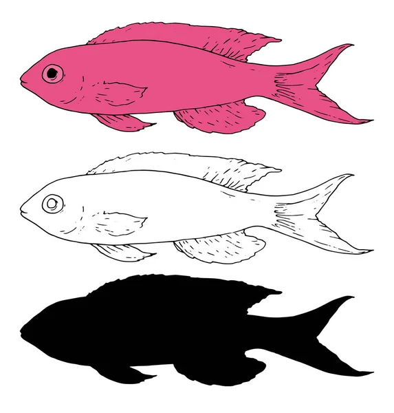 ペンダントス魚のベクトル ピンク色の魚のベクトルセット 海の低音スケッチスタイルで描かれたPseudanthias魚の手描きの黒アウトラインとシルエットは デザインテンプレートのための1つの白い背景 魚イラストシリーズ — ストックベクタ