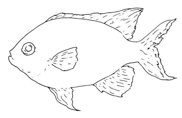 Sketsa Sketsa Ikan Kromik Untuk Desain Dekorasi Ilustrasi Vektor Terisolasi - Stok Vektor