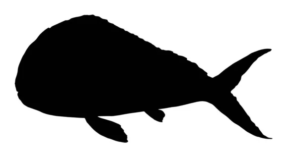Vector Coryphaena Sea Fish 손으로 물고기 Coriphaena 디자인 템플릿 화이트 — 스톡 벡터
