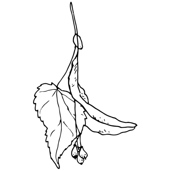 病媒是一枝开花的石灰 草图风格的图画 林登分枝与芽和叶子 孤立的黑色轮廓在白色包装设计模板 素描画 — 图库矢量图片