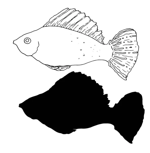 Um grupo de contornos pretos desenhados à mão no estilo de um esboço e uma silhueta de um peixe do mar, visão lateral. ilustração de Poecilia sphenops isolado em branco para colorir séries marinhas — Vetor de Stock