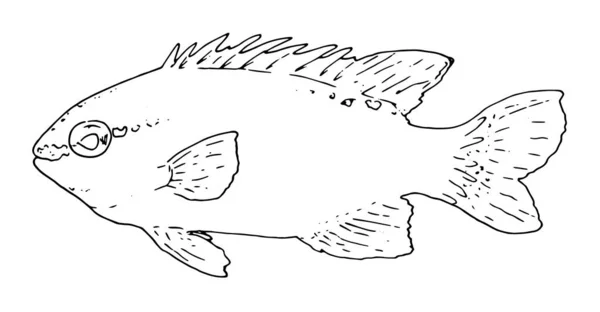 Gambar ilustrasi ikan Chrysiptera cyanea. Sketsa garis hitam ikan yang digambar dengan tangan. ilustrasi ikan-Chrysiptera cyanea diisolasi dengan warna putih untuk mewarnai serangkaian laut - Stok Vektor