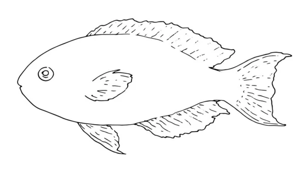 Croquis du poisson de mer Scarus rubroviolaceus. contour noir isolé, poisson de mer sur blanc dessiné à la main pour le modèle de conception de menu, la signalisation, l'emballage. vue latérale des poissons d'aquarium. esquisse l'isolé — Image vectorielle