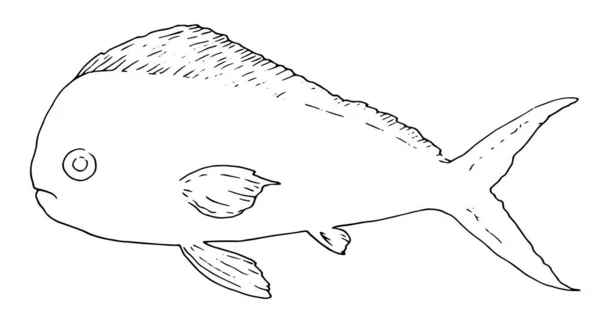 Esboço de coryphaena de peixe marinho. Peixes marinhos do Oceano Coryphaena desenhados à mão. Peixes oceânicos desenhados à mão Coriphaena em estilo esboço, silhueta preta para modelo de design de menu, sinalização, logotipos, rótulos pintados à mão — Vetor de Stock