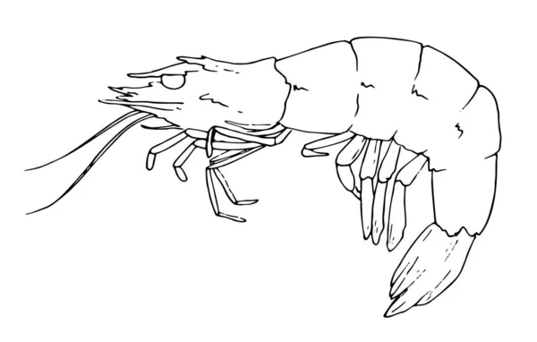 Desenho de um camarão. camarão de crustáceo marinho pintado com contorno preto, com antenas pretas curvas, olhos, vista lateral sobre branco para modelo de design — Vetor de Stock