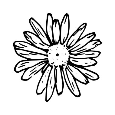 Papatya çiçeği üst görüntüsünü yönlendir. yabani papatya çiçeği çizimi, siyah izole edilmiş taslak, organik etiket ve ambalaj tasarımı şablonu için beyaz üzerine üst görünüm