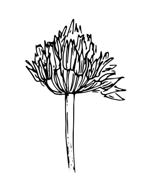 Vector Dibujando Una Flor Cebolla Pradera Boceto Flores Planta Cebolla — Vector de stock