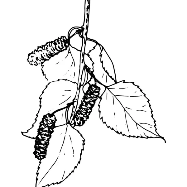 Birch Leaf Bud Birch Twig Leaves Bud Buds Small Twig — Stock Vector
