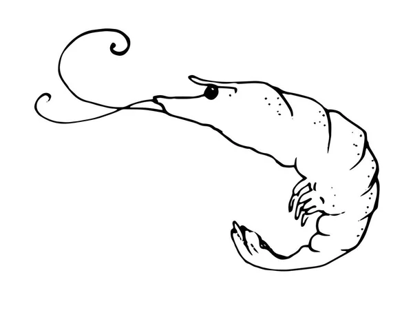Vektorová Kresba Krevet Malované Mořské Korýše Krevety Izolovaným Černým Obrysem — Stockový vektor