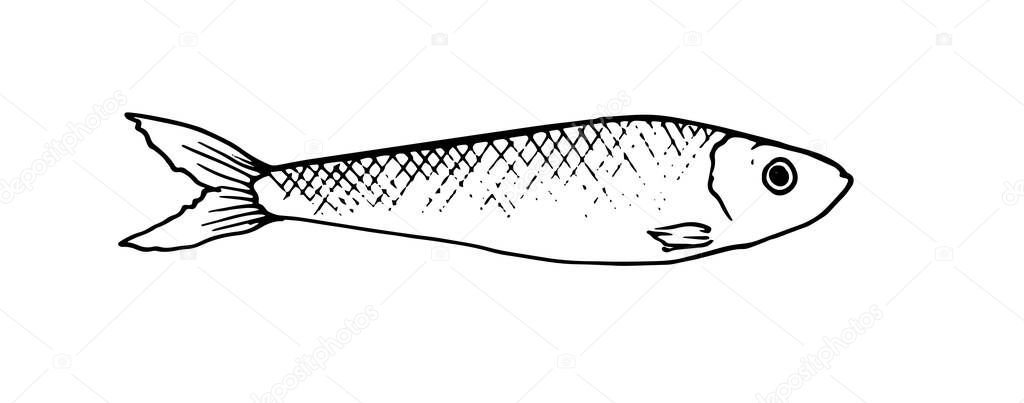 vector Graphic of small fish, drawn in the style of linear art. Sardine stylized fish. drawing of a small sprat, made in the style of linear doodle art. The seafood menu includes sardines and sprats. Marine and oceanic creatures isolated by black co.