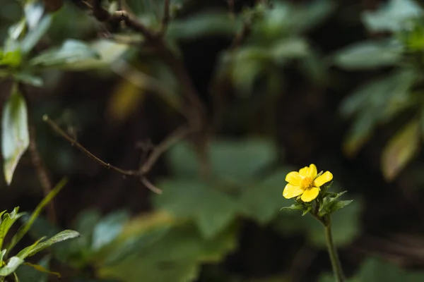 Odaklanamayan sarı çiçek - Dünya Çevre Günü