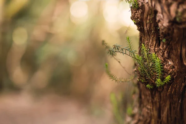 Bir ağacın gövdesinden çıkan küçük yeşil yapraklar - Dünya Çevre Günü