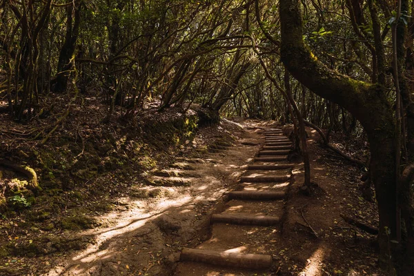 Gizemli ve karanlık bir ormanda merdiven izleri.