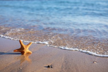 Deniz yıldızı güneşli bir sahilde kıyıda.