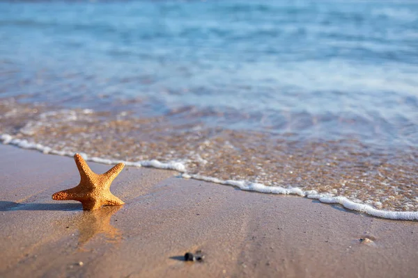 Deniz yıldızı güneşli bir sahilde kıyıda.