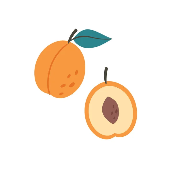 Fresh Apricot Apricot Half Summer Fruit Farming Harvesting Healthy Organic — Stockvektor