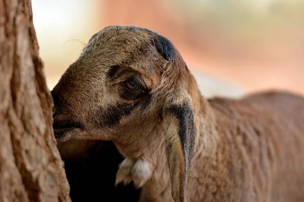 Keçi, tatlı kahverengi çocuk yiyor. 