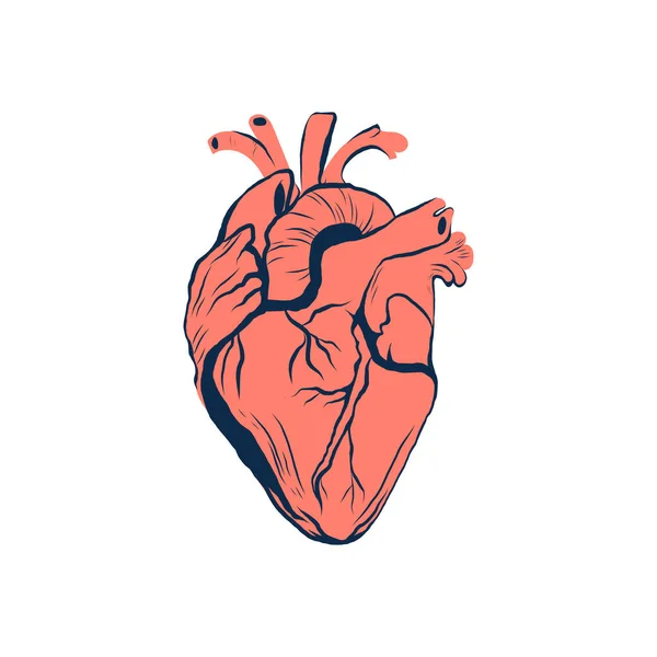 Corazón Ilustración Vectorial Dibujo Mano Aislado — Archivo Imágenes Vectoriales