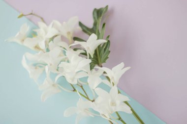 Pastel arkaplanda beyaz orkide.