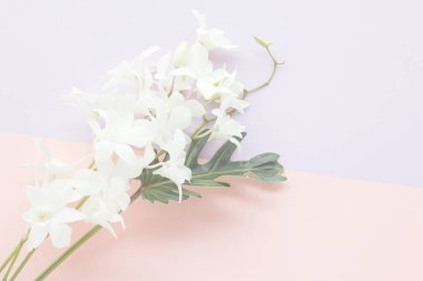 Pastel renk arkaplanı üzerine beyaz orkide, Yumuşak ve bulanık odak fotoğrafı