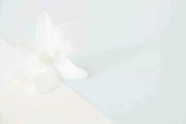 Pastel renk arkaplanı üzerine beyaz orkide, Yumuşak ve bulanık odak fotoğrafı