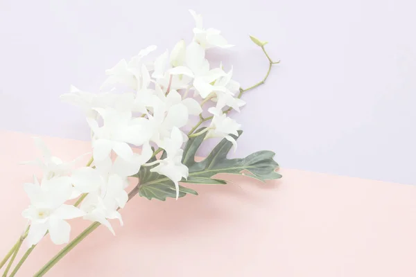 Orchidée Blanche Sur Fond Couleur Pastel Photo Mise Point Douce — Photo