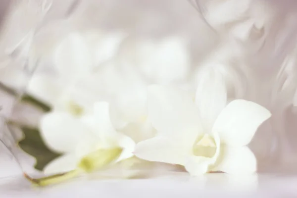 Weiße Orchidee Blumen Weiche Pastellfarbe — Stockfoto