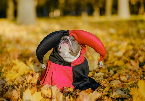 American Bully dog gekleed in een kostuum voor de viering van Halloween. Een hond verkleed als Jorer. — Stockfoto