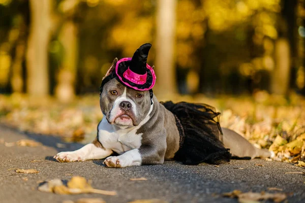 American bully costumes discount