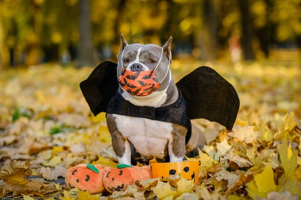 American Bully dog dressed in a costume for the celebration of Halloween. A dog in a bat costume.