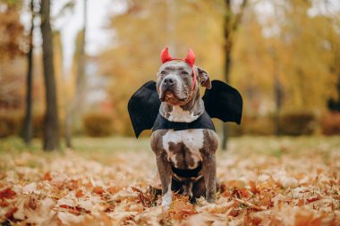 Cadılar Bayramı için kostüm giymiş Amerikan zorba köpeği. Vampir yarasa kostümü giymiş bir köpek. Köpeği Cadılar Bayramı 'na hazırlıyorum..