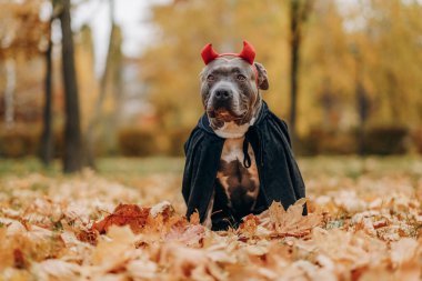 Cadılar Bayramı için kostüm giymiş Amerikan zorba köpeği. Vampir kostümü giymiş bir köpek. Köpeği Cadılar Bayramı 'na hazırlıyorum..