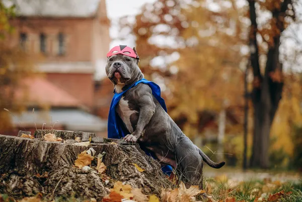 Köpekle birlikte parkta yürü. Süper kahraman kostümü giymiş bir köpek.. — Stok fotoğraf