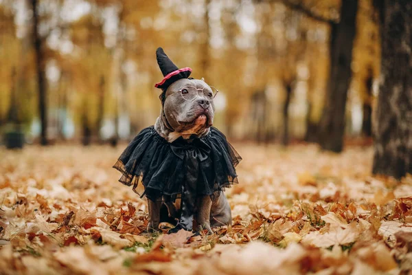 American Bully dog dressed in a costume for the celebration of Halloween. A dog in a witch costume.