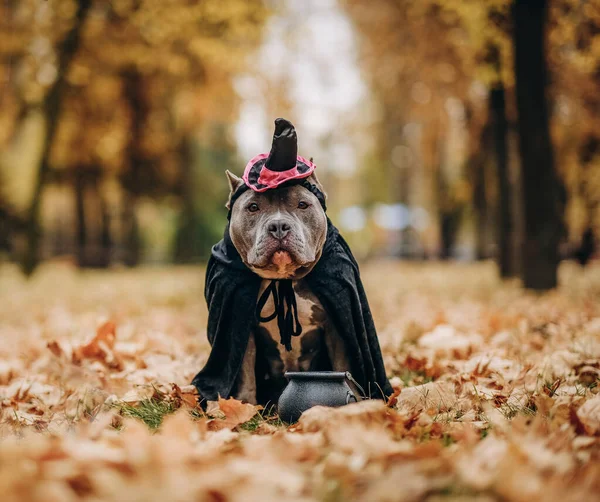 Amerykański pies prześladowca ubrany w kostium z okazji Halloween. Pies w kostiumie czarownicy.. — Zdjęcie stockowe