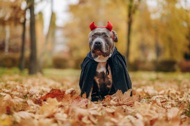 Cadılar Bayramı için kostüm giymiş Amerikan zorba köpeği. Vampir kostümü giymiş bir köpek..